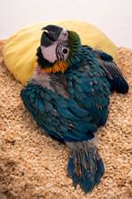 Ara ararauna femelle eam, Femelle