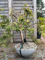 Bonsai, Tuin en Terras, Planten | Bomen, Ophalen
