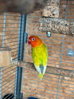 Kweekkoppel agapornis fisheri dwergpapegaai, Dieren en Toebehoren, Meerdere dieren, Dwergpapegaai of Agapornis, Geringd