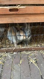 Konijktjes te koop, Dieren en Toebehoren