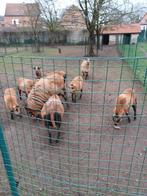 Barbados black belly schapen, Dieren en Toebehoren, Schapen, Geiten en Varkens, Meerdere dieren, Schaap, 0 tot 2 jaar