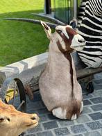 Taxidermie opgezette oryx in topconditie, Antiquités & Art, Curiosités & Brocante, Enlèvement ou Envoi