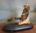 Singe de taxidermie avec une couronne sous une cloche, Collections, Collections Animaux, Enlèvement, Utilisé, Animal sauvage, Animal empaillé