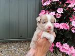 Prachtige australische herder pups, Dieren en Toebehoren, Honden | Herdershonden en Veedrijvers, België, Overige rassen, CDV (hondenziekte)