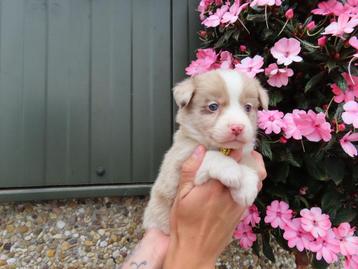 Prachtige australische herder pups beschikbaar voor biedingen