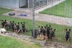 mechelse herder pups, Dieren en Toebehoren, Honden | Herdershonden en Veedrijvers, België, Particulier, CDV (hondenziekte), 8 tot 15 weken