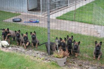 mechelse herder pups beschikbaar voor biedingen