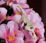 Wimpergekko 0.1, Dieren en Toebehoren, Reptielen en Amfibieën