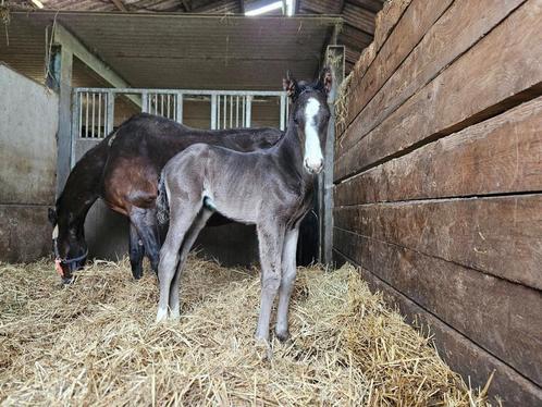 hengsten veulen *24/04/2025, Dieren en Toebehoren, Paarden, Hengst, Onbeleerd, 0 tot 2 jaar, Springpaard, Met stamboom, Gechipt
