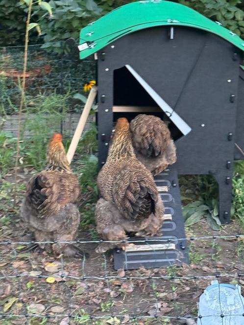Kippenhok Nestera, the Lodge medium, Dieren en Toebehoren, Pluimvee | Toebehoren, Zo goed als nieuw, Kippenhok of Kippenren, Ophalen