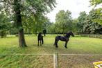 Ben jij een ervaren ruiter met een passie voor Friese paard?, Merrie, B, Dressuurpaard, 3 tot 6 jaar