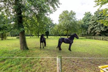Ben jij een ervaren ruiter met een passie voor Friese paard? beschikbaar voor biedingen