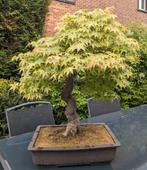 Bosai boom Acer Palmatum - Japanse esdoorn, Tuin en Terras, In pot, Overige soorten, Ophalen