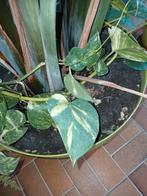 Stekken van kamerplanten.  Liefst ruilen, Huis en Inrichting, Kamerplanten, Ophalen