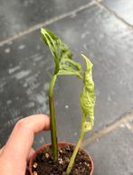 Monstera Adansonii Indonesian marble variegata, Huis en Inrichting, Ophalen of Verzenden