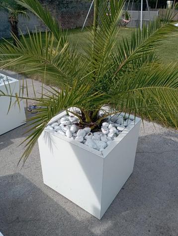 Phoenix canariensis, Enlèvement