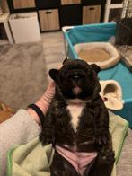 Bouledogues Francais, Animaux & Accessoires, Accessoires pour chiens, Enlèvement