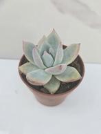 Echeveria Colorata, Verzenden