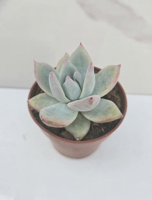 Echeveria Colorata, Huis en Inrichting, Kamerplanten, Verzenden