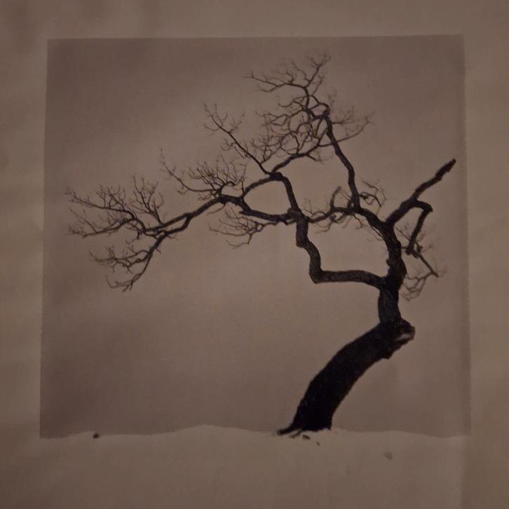 Kussharo Lake Tree Michael Kenna, Antiek en Kunst, Kunst | Etsen en Gravures, Ophalen of Verzenden