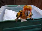zonparkiet, Dieren en Toebehoren, Vogels | Parkieten en Papegaaien