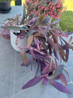 Tradescantia Pallida Rose in witte pot, Maison & Meubles, Plantes d'intérieur, Autres espèces, En pot, Plante à fleurs, Moins de 100 cm