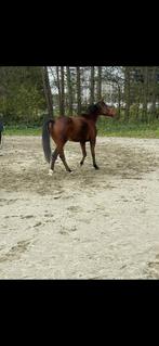 Mooie Ruin braaf, Dieren en Toebehoren, Paarden, Gechipt, Ruin, Zadelmak, 7 tot 10 jaar