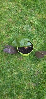 Plant, Tuin en Terras, Planten | Fruitbomen, Ophalen