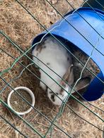 Vlaamse reus, Dieren en Toebehoren, Konijnen