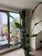 Strelitzia, Ophalen, 200 cm of meer, Overige soorten, In pot