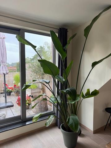 Strelitzia beschikbaar voor biedingen