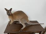 Opgezette wallaby taxidermie, Verzamelen, Dierenverzamelingen, Ophalen, Opgezet dier