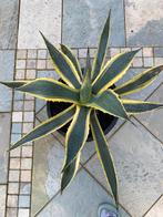 Agave, Jardin & Terrasse, Plantes | Jardin, Autres espèces, Ne fleurit pas, Plein soleil, Enlèvement