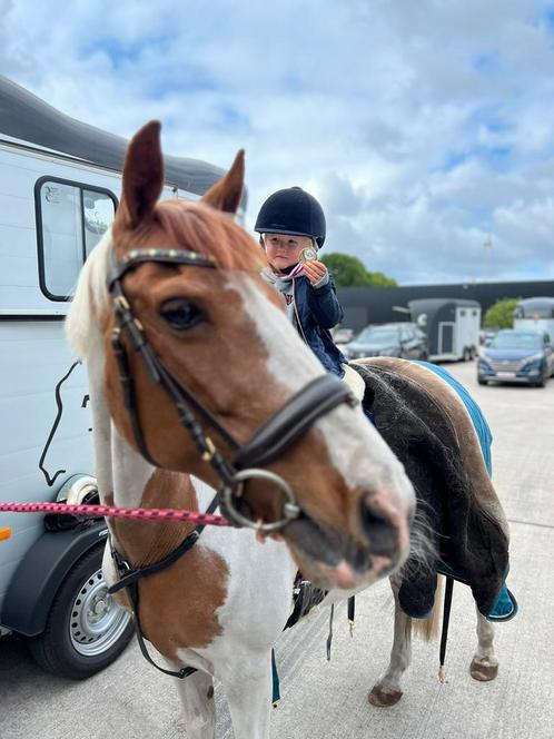 Bonte D pony leasen, Dieren en Toebehoren, Pony's