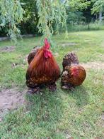 Cochin kriel toom, Dieren en Toebehoren, Pluimvee