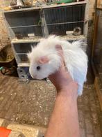 2 Sheltie zeugjes, Juin, Domestique, Cobaye, Femelle