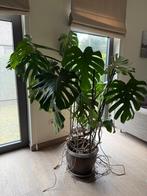 Monstera Deliciosa, Huis en Inrichting, Kamerplanten, Ophalen