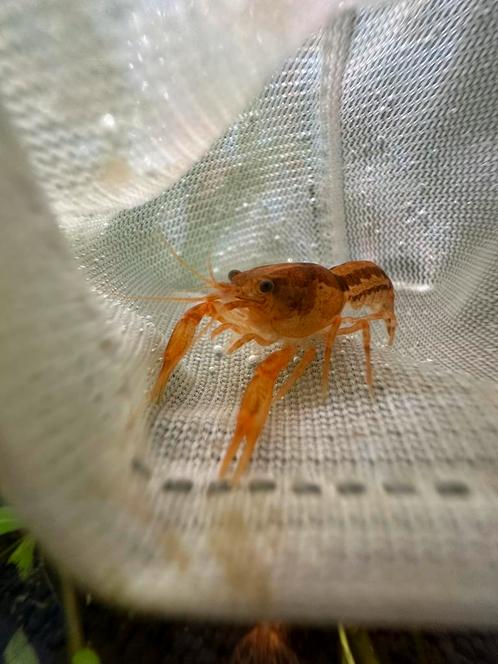 CPO Oranje DwergKreeftjes, Dieren en Toebehoren, Vissen | Aquariumvissen