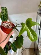 Philodendron florida green, Ophalen of Verzenden