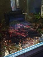 Vuurgarnalen, Dieren en Toebehoren, Vissen | Aquariumvissen, Kreeft, Krab of Garnaal, Zoetwatervis, Schoolvis