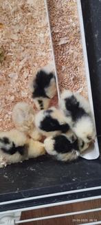 6 kuikens Leghorn echequer (bonte Leghorn), Dieren en Toebehoren, Pluimvee, Geslacht onbekend, Kip