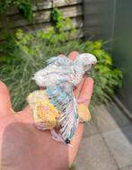 Dwergpapegaaien agaporniden, Dieren en Toebehoren, Vogels | Parkieten en Papegaaien, Geslacht onbekend, Dwergpapegaai of Agapornis