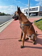Mechelaar heder  hij is 1 jaar oud, Dieren en Toebehoren, Vogels | Duiven, Mannelijk