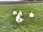 Jonge tamme Sussex kippen groot soort gesekst en ingeënt, Dieren en Toebehoren, Pluimvee, Kip, Vrouwelijk