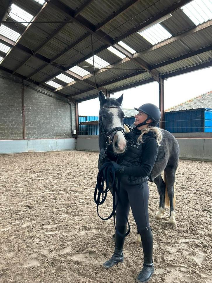 knappe D-pony, Dieren en Toebehoren, Pony's