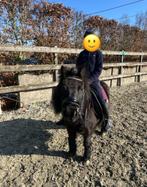 leuke shetlander merrie 10 jaar, Dieren en Toebehoren, Merrie, Gechipt, Niet van toepassing, 7 tot 10 jaar