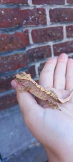 Leuke wimpergekko baby extreme Harlequin, Dieren en Toebehoren, Hagedis, Met terrarium, 0 tot 2 jaar