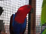 parkieten, Dieren en Toebehoren, Vrouwelijk, Papegaai, Geringd