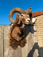 Moeflon taxidermie, Ophalen of Verzenden