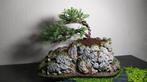 Bonsai Juniperus sabina + handgemaakte pot, Tuin en Terras, Ophalen
